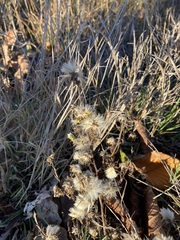 Symphyotrichum ciliatum