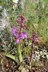 Orchis mascula laxifloriformis