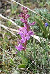 Orchis mascula laxifloriformis