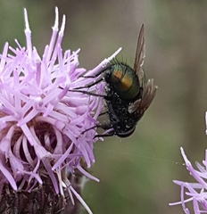 Lucilia bufonivora