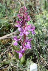 Orchis mascula laxifloriformis