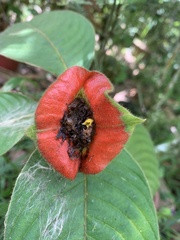 Palicourea tomentosa