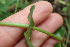 Crassula sarmentosa