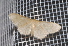 Idaea dilutaria