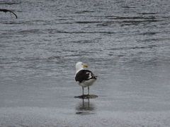 Larus dominicanus vetula