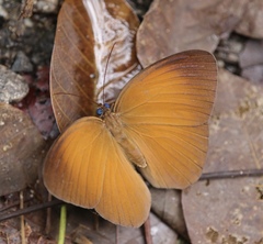 Faunis canens arcesilas