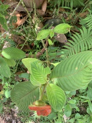 Palicourea tomentosa