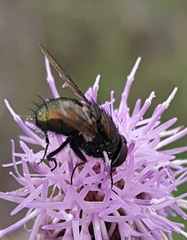 Lucilia bufonivora