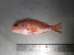 Helicolenus dactylopterus