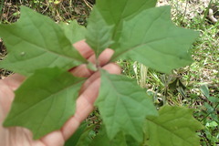 Gymnanthemum capense