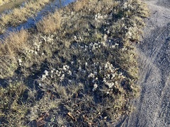 Symphyotrichum ciliatum