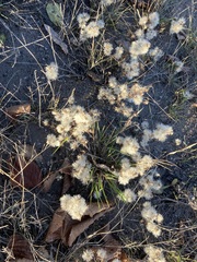 Symphyotrichum ciliatum