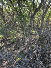 Quercus vaseyana