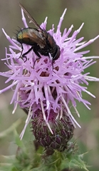 Lucilia bufonivora