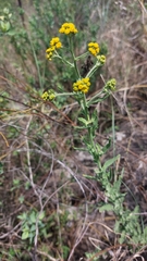 Nidorella auriculata