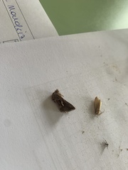 Macdunnoughia confusa