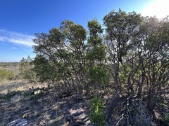 Quercus vaseyana