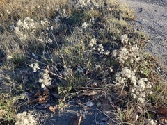 Symphyotrichum ciliatum