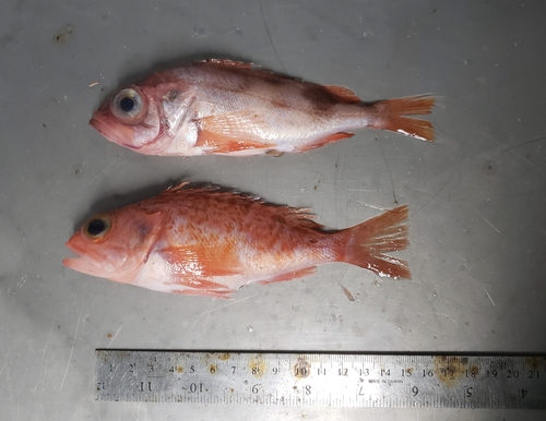 Blackbelly rosefish (Helicolenus dactylopterus) — Sebastidae — 3