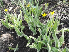 Hypoxis