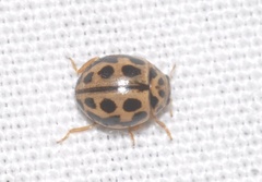 Tytthaspis sedecimpunctata