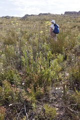 Osteospermum junceum
