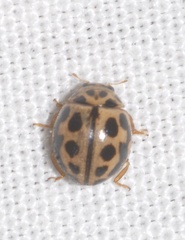 Tytthaspis sedecimpunctata