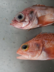 Helicolenus dactylopterus