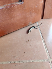Marisora brachypoda