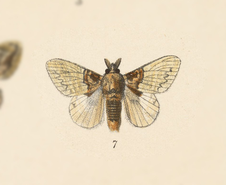 Euglyphis laronia