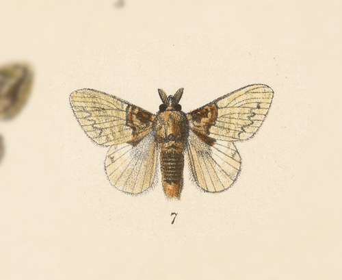 Euglyphis laronia