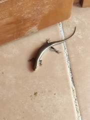 Marisora brachypoda