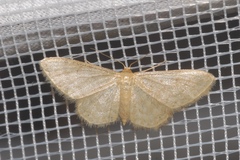 Idaea dilutaria
