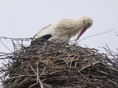 Ciconia ciconia