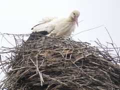 Ciconia ciconia