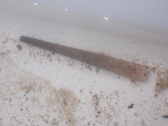 Pectinaria