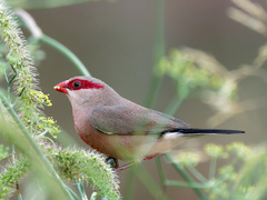 Estrilda troglodytes