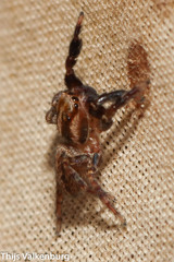 Iberattus semiglabratus