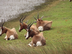 Damaliscus pygargus pygargus