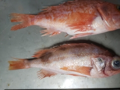 Helicolenus dactylopterus