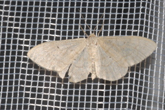 Idaea deversaria