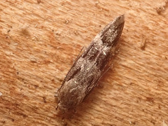 Mompha sturnipennella