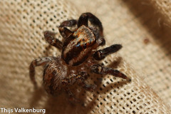 Iberattus semiglabratus