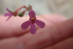 Pelargonium grossularioides