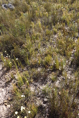 Serruria inconspicua