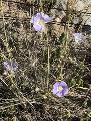Ipomoea lindheimeri