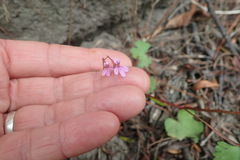 Pelargonium grossularioides