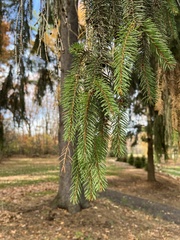 Pinaceae