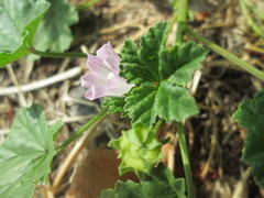 Malva neglecta