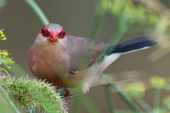 Estrilda troglodytes